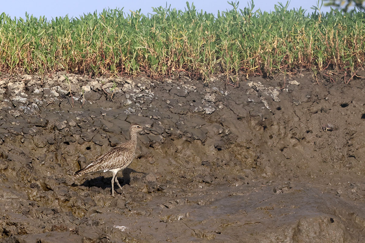 Whimbrel